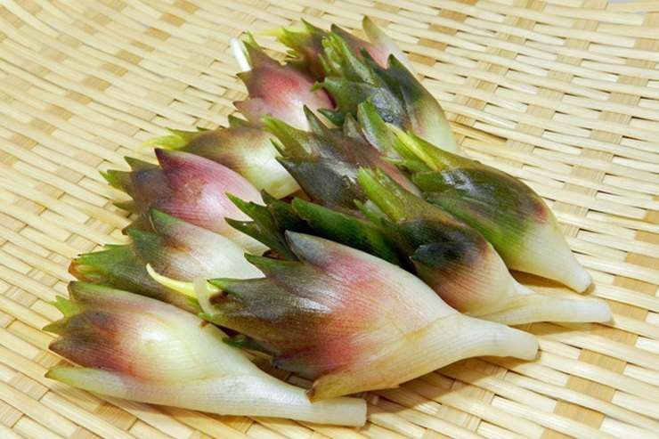 gừng nhật myouga